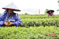 广东英德春茶采摘忙